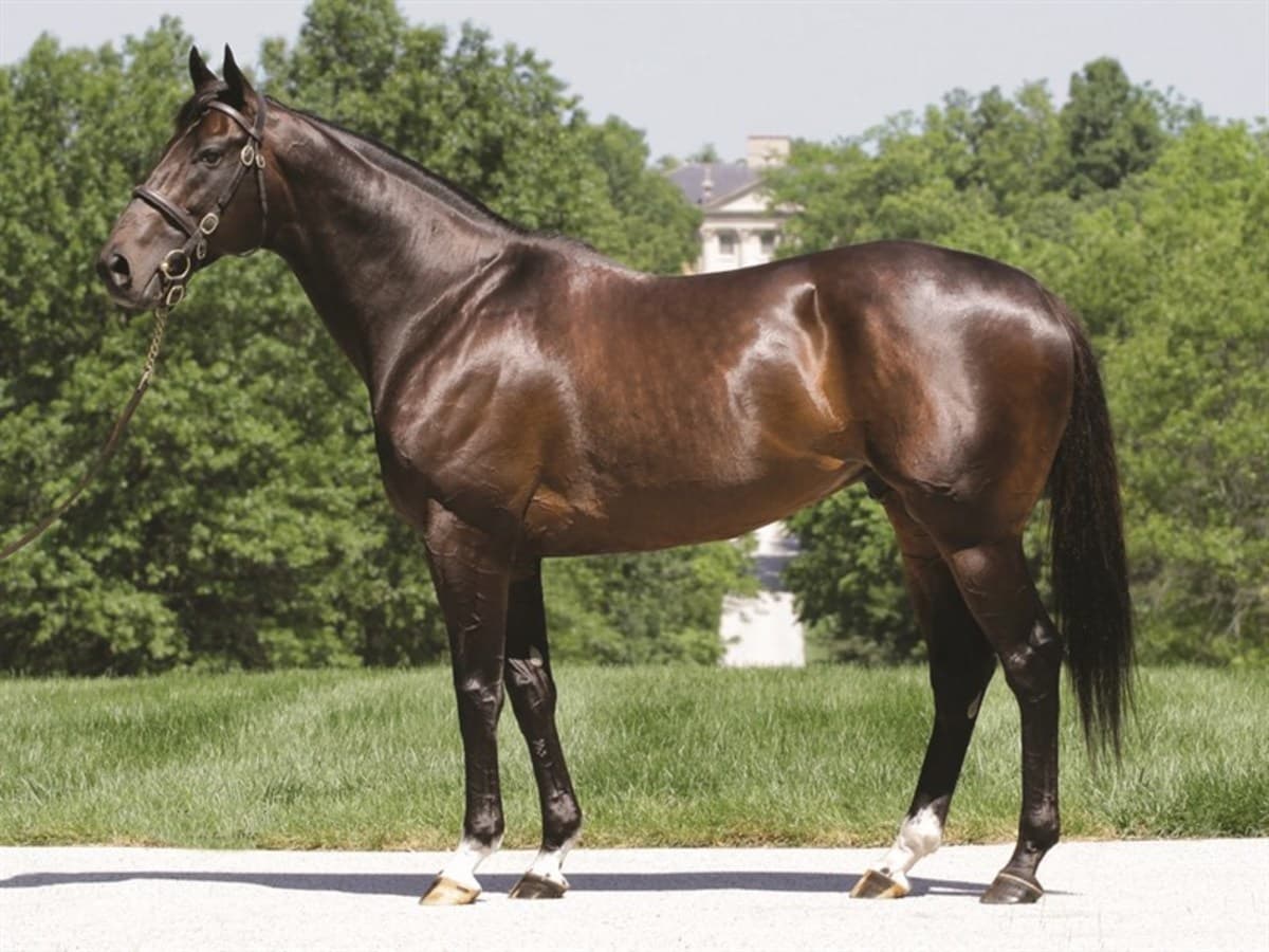 Cowboy Cal, Giant's Causeway Son and 2008 Derby Starter, Dies at 21