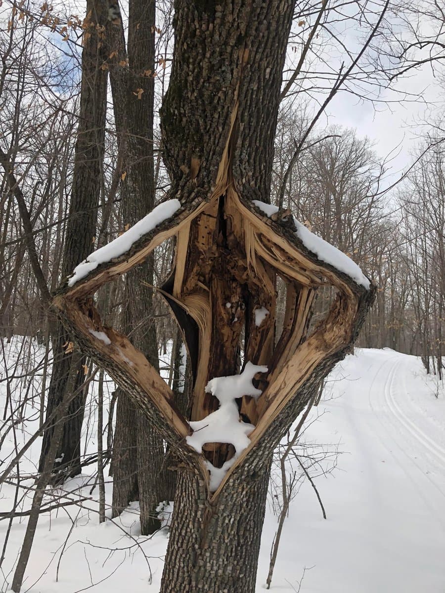 Forecasters Warn Morgan County of Rare Exploding-Tree Risk Amid Arctic Cold