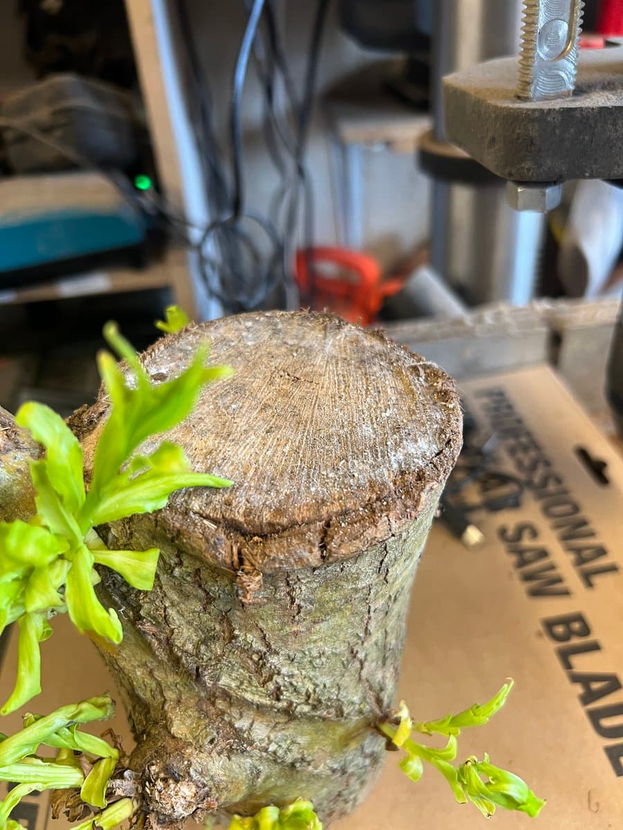 Woodturner Andy Coates Finds Two-Year-Old Shed Branch Sprouting Back to Life