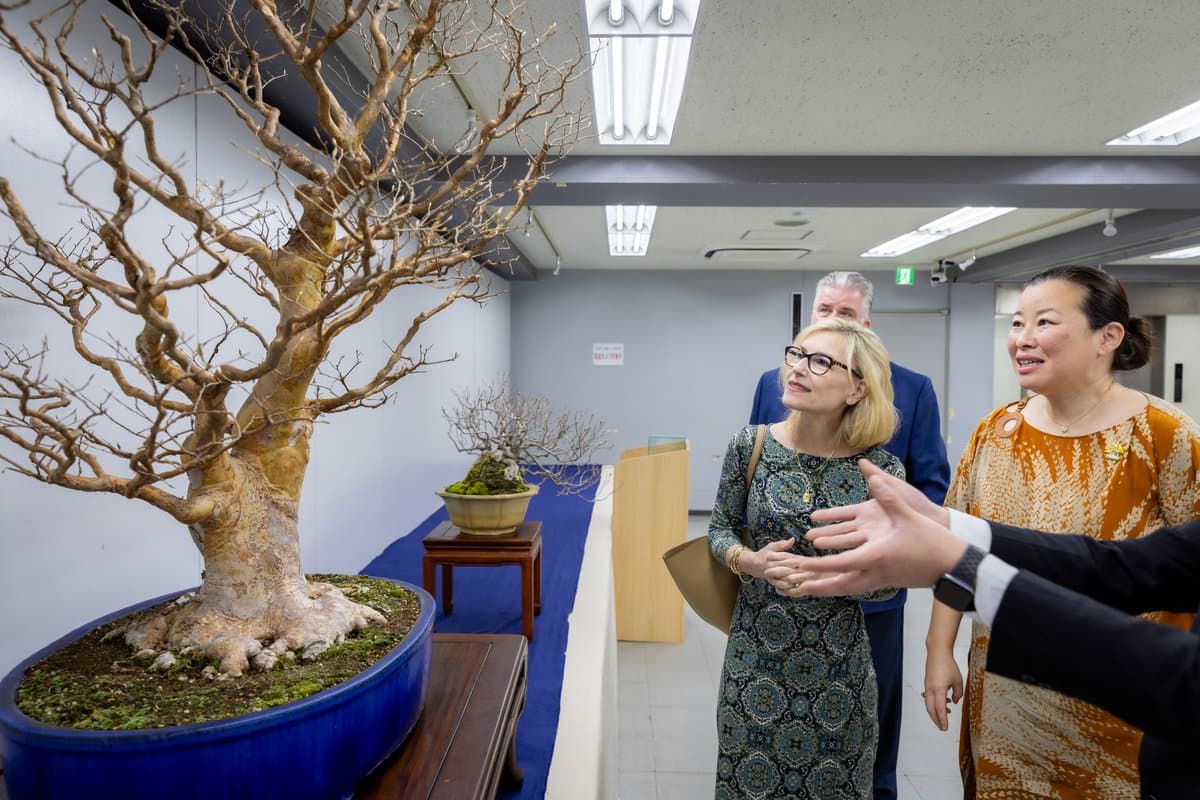 Japan Marks America's 250th Birthday With Bonsai Gift to National Arboretum