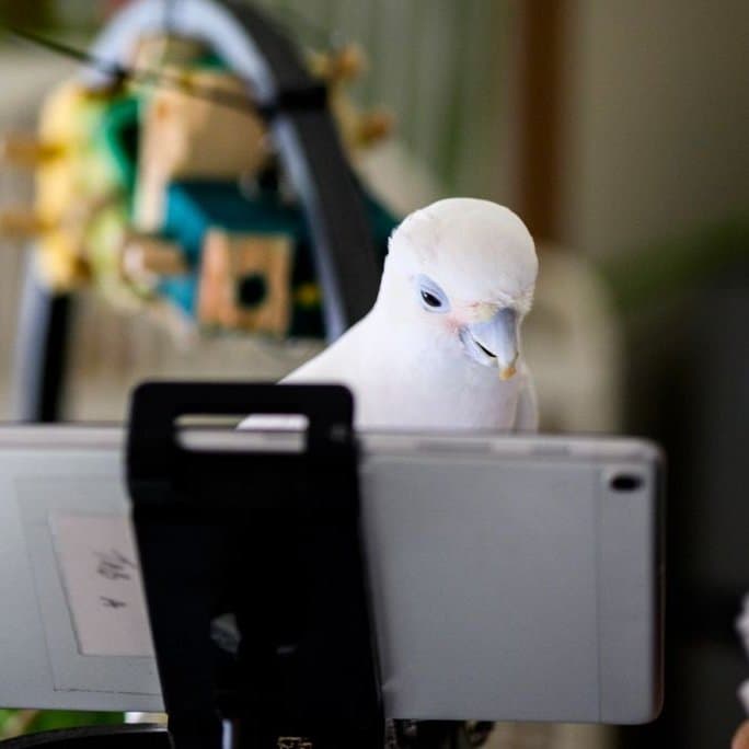 Pet parrots eagerly start video calls to socialize with other birds