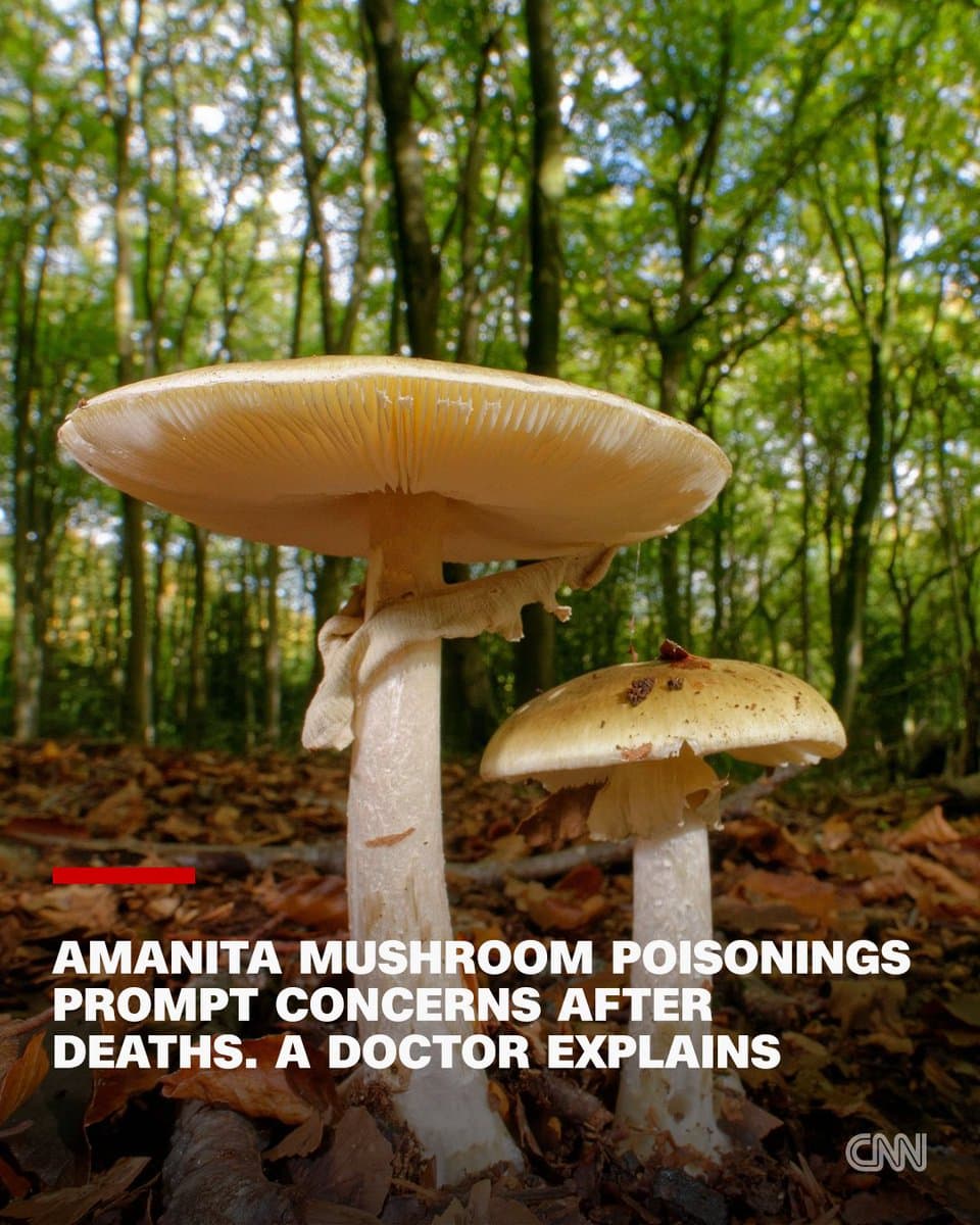 California mushroom poisonings kill four, prompt CDC foraging warning