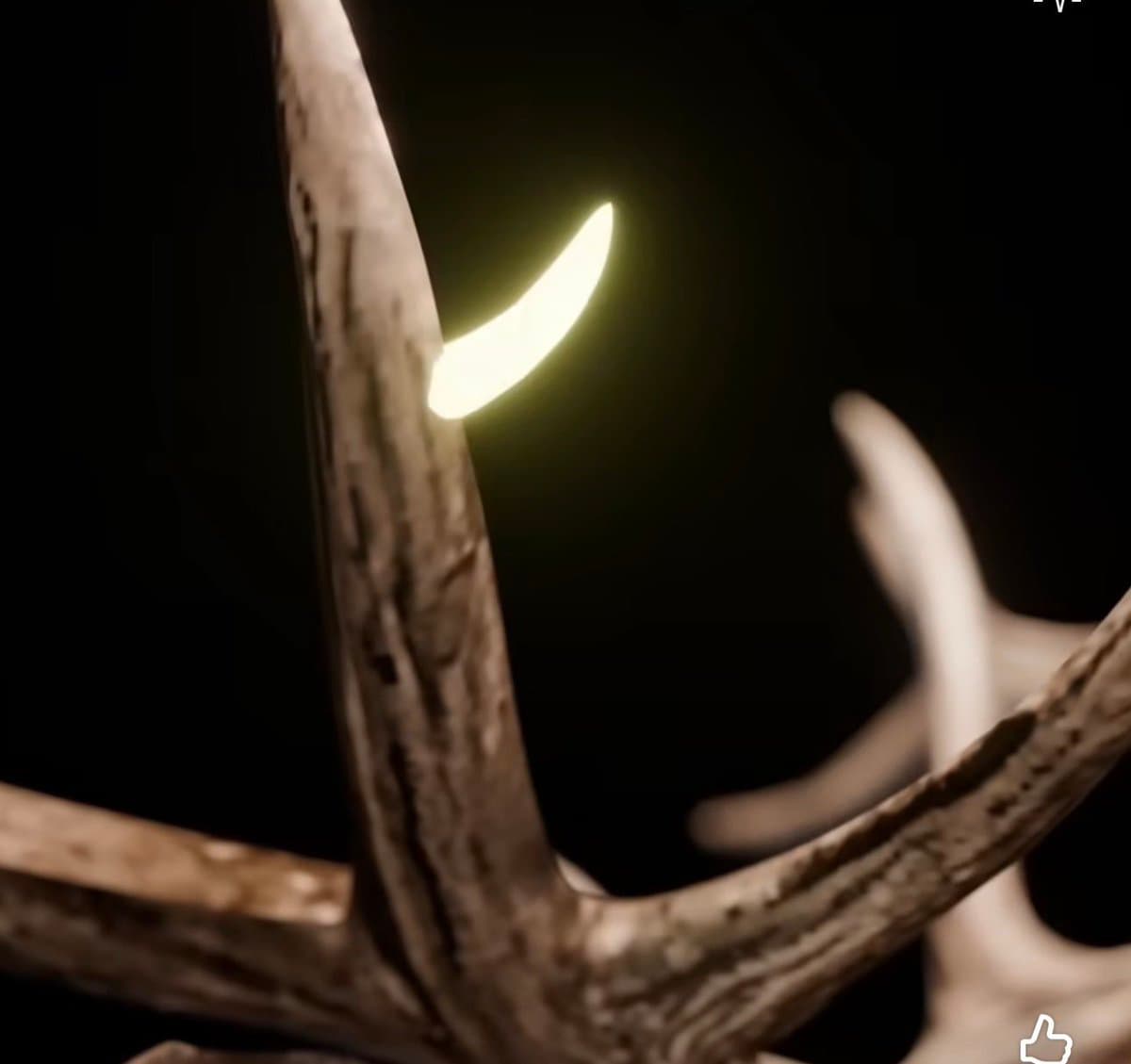 Deer antlers regrow with memory of old injuries, study says