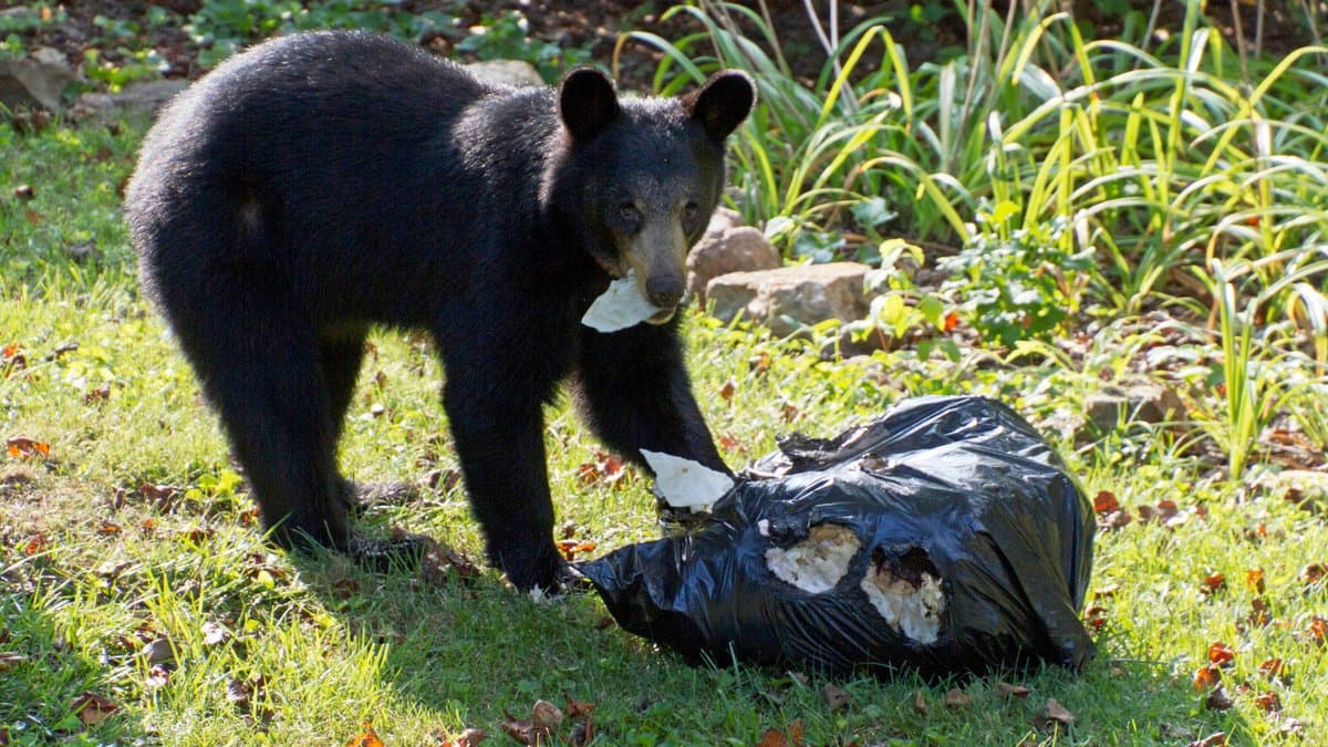 Douglas County warns of increased bear activity amid dry conditions