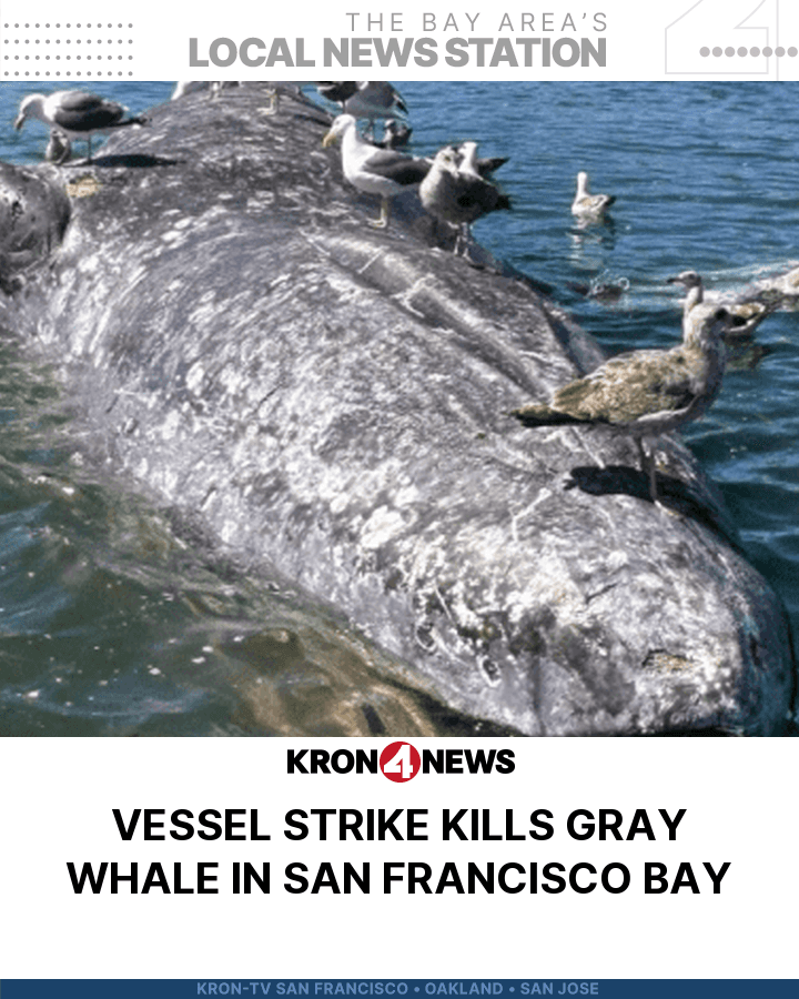 Dead gray whale near Pier 80 died from vessel strike, scientists say