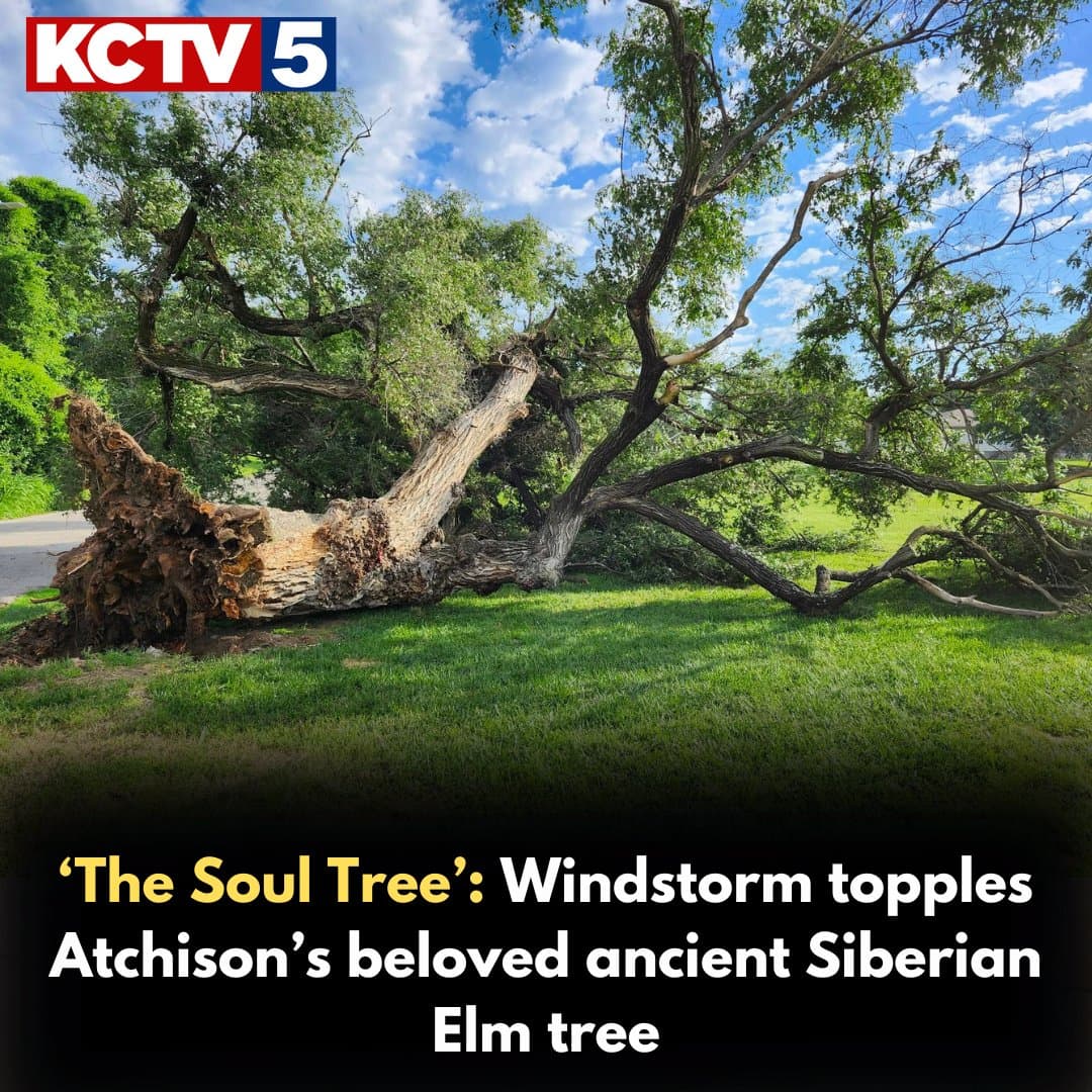 Atchison’s beloved Soul Tree falls in LFM Park windstorm