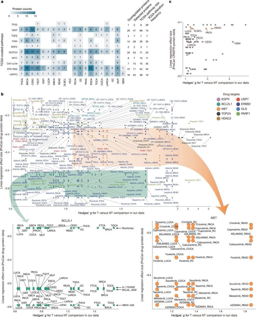 Nature study maps the human proteome, revealing cancer drug targets