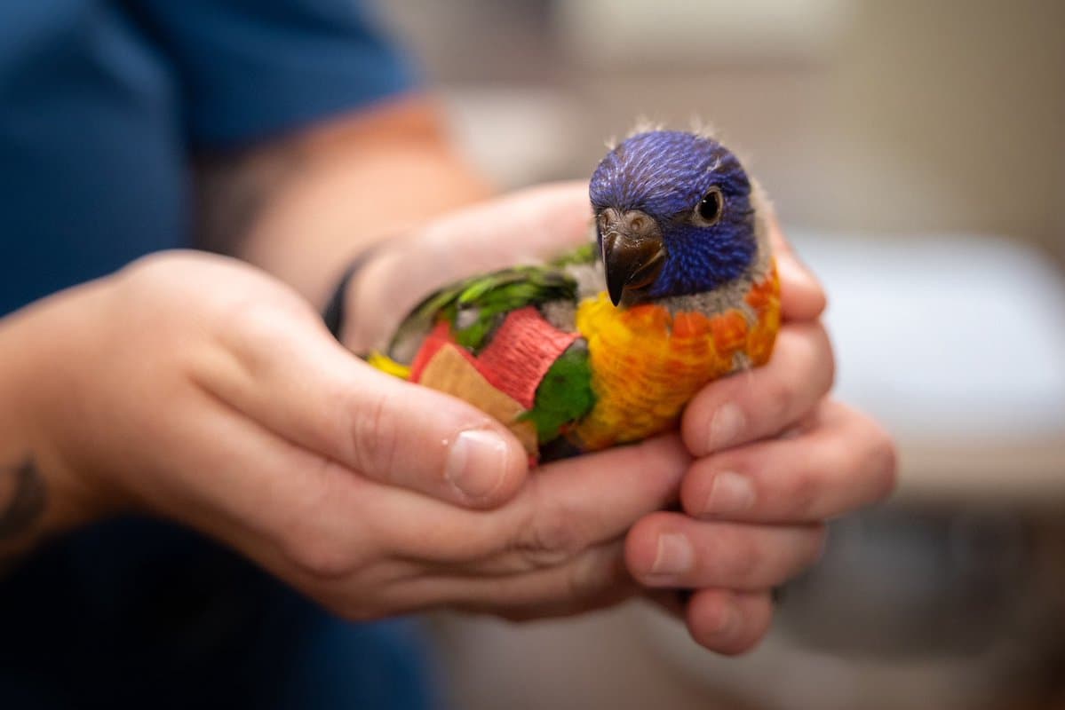 Australia Zoo hospital treats young lorikeet with fractured wing, bone disease