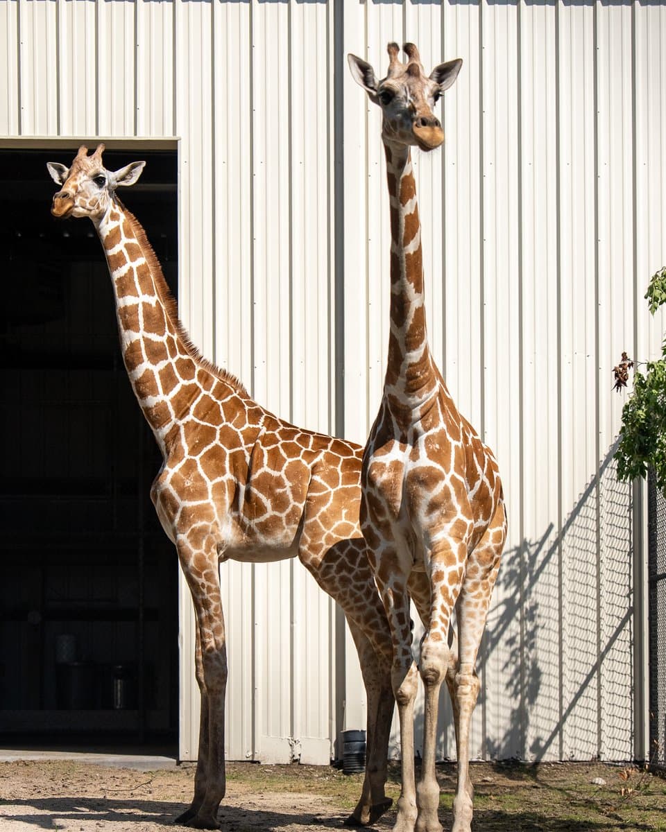 Central Florida Zoo welcomes two female giraffes to Sanford habitat