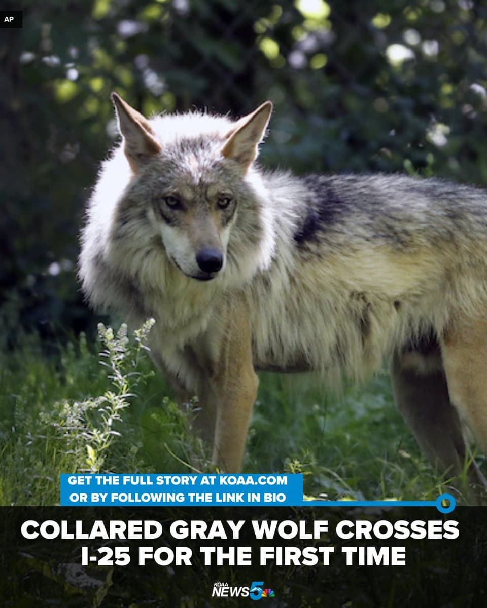 Collared wolf travels through Las Animas County, first east of I-25 in Colorado