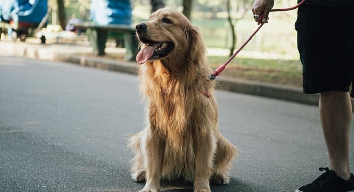 Step-by-Step Recall Training Guide Helps Dogs Master Off-Leash Returns