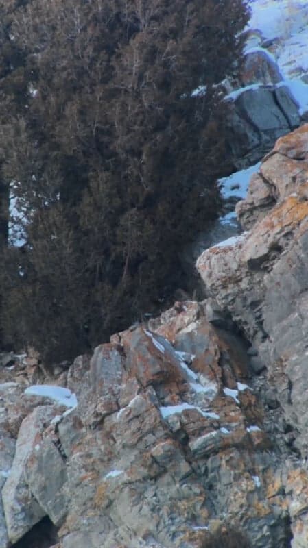 Wyoming Wildlife Guide Photographs Rare Mountain Lion Near National Elk Refuge