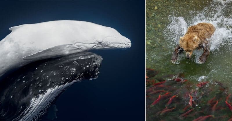 World Nature Photography Awards 2026: 42 Winners Showcase Conservation and Spectacle
