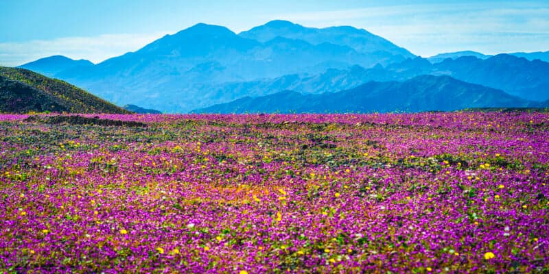 Death Valley's 2026 superbloom draws photographers, one drove 1,000 miles from Yellowstone