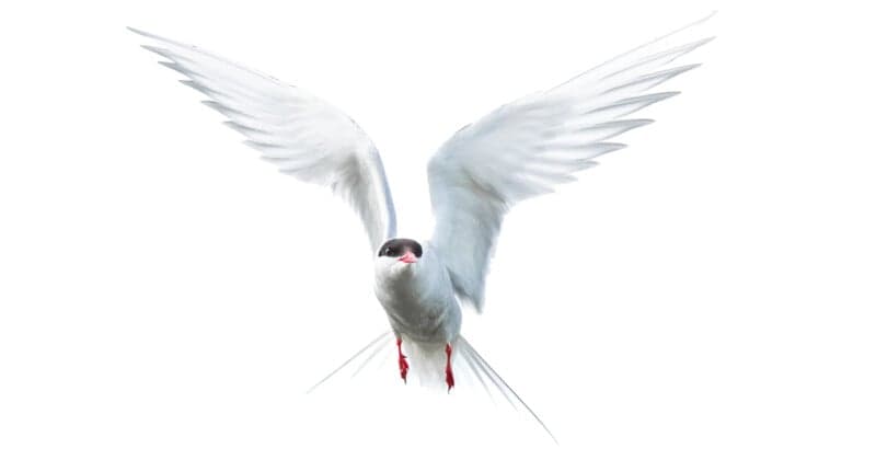 How to Capture Better Bird Photos: Gear, Settings, and Field Techniques