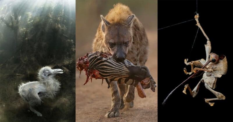 Close-up Photographer of the Year crowns grisly hyena and zebra image