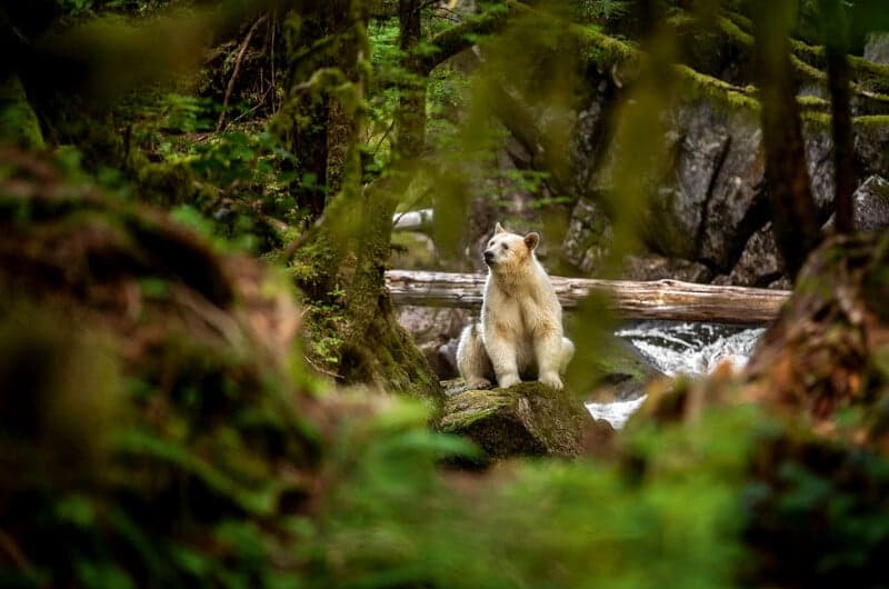 Photographer Jack Plant documents rare spirit bears in Great Bear Rainforest