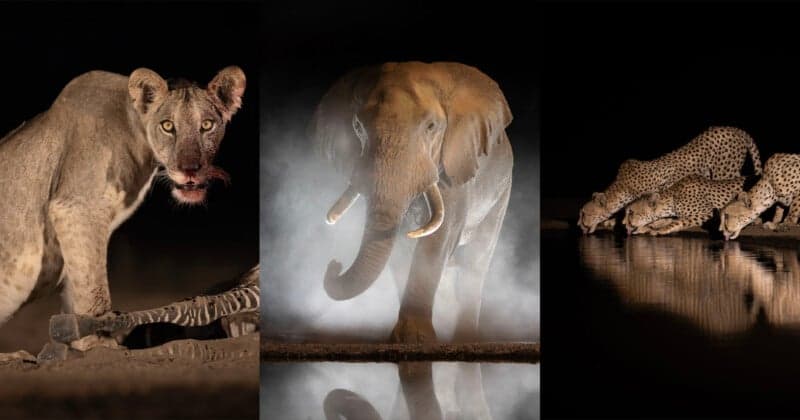 Photographers Spend Two Months in Kenya Hide, Capturing Wildlife Close-Up
