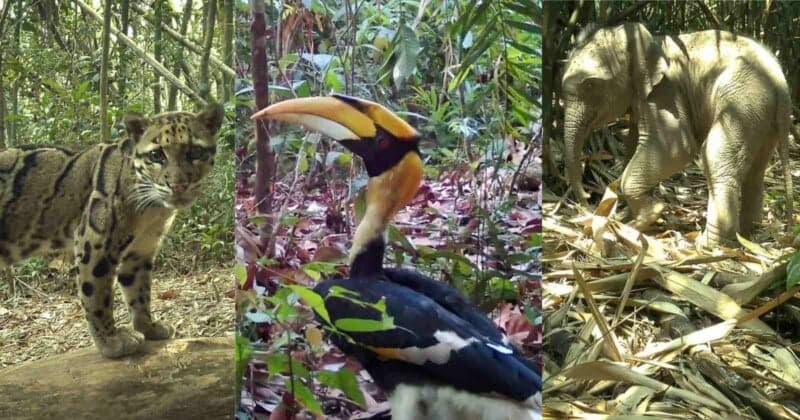 Camera Traps Reveal Rare Wildlife Across Asia's Annamite Mountains