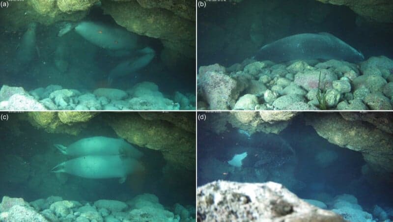 Remote cameras reveal hidden resting caves of Mediterranean monk seals