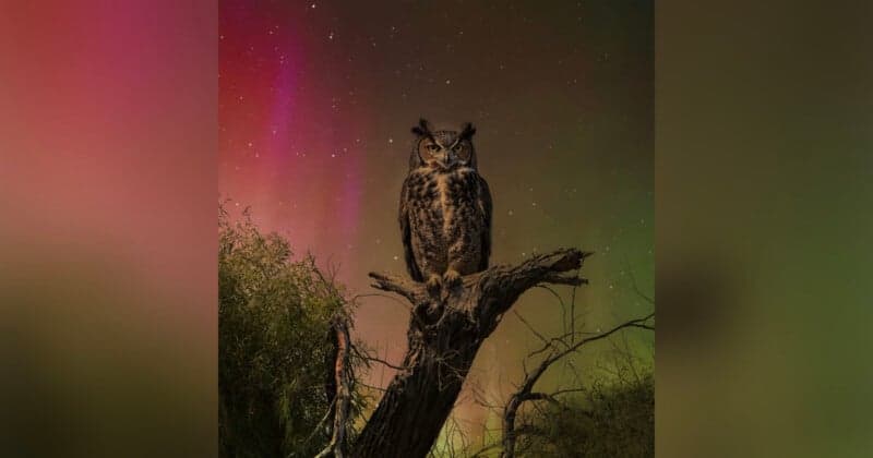 Wildlife photo contest disqualifies winning owl image amid AI, composite doubts