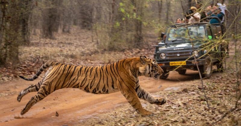 India’s tiger reserves restrict phones amid safari crowding fears