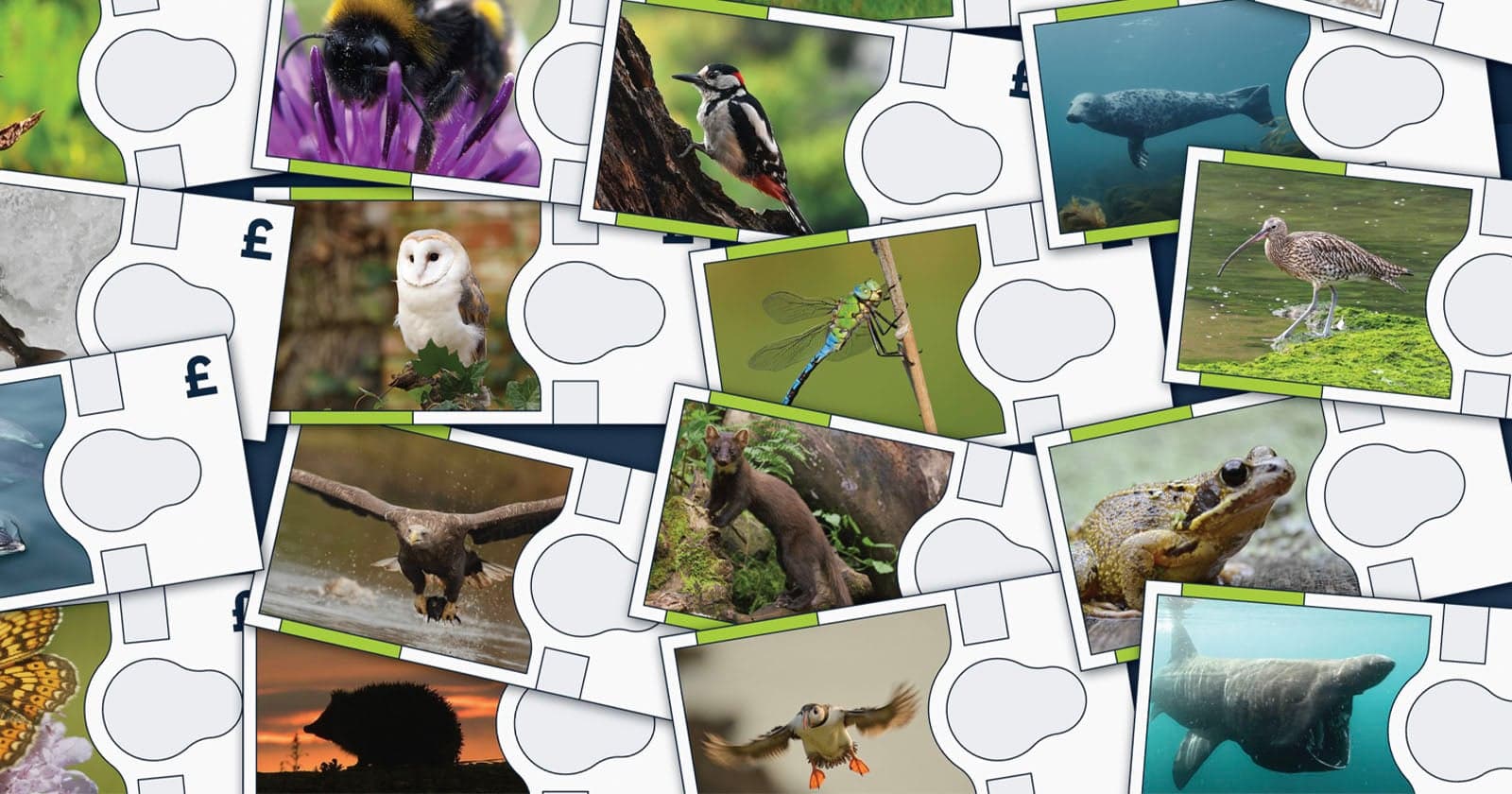 Wildlife photography could land on Britain’s next banknotes