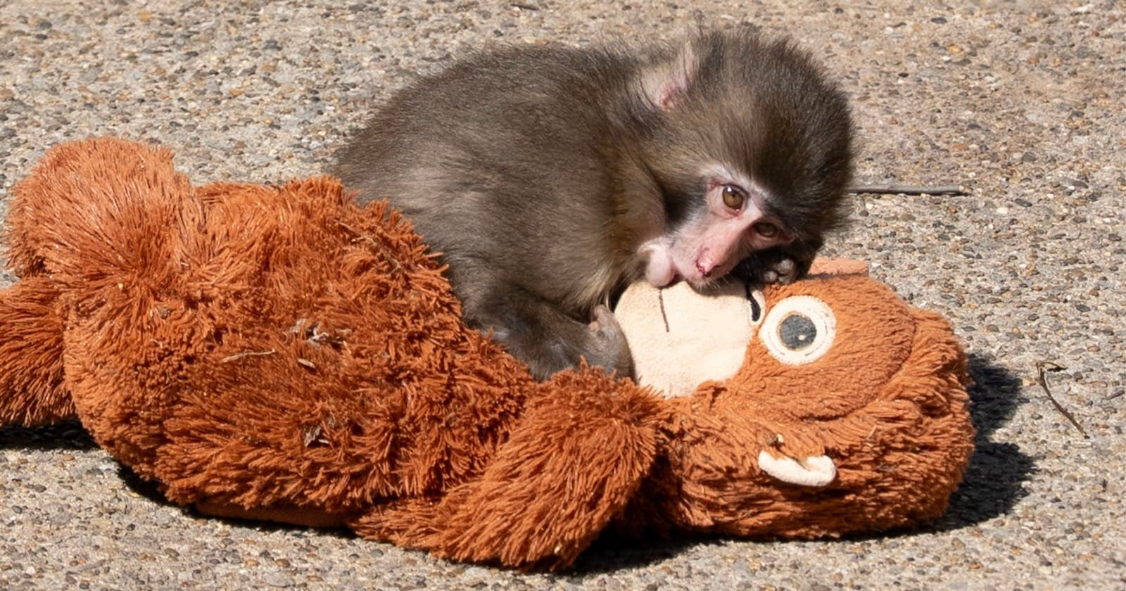 Japanese zoo considers photo ban after tourists invade monkey enclosure