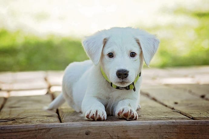 Puppy Yoga Tricounty blends beginner wellness with rescue socialization