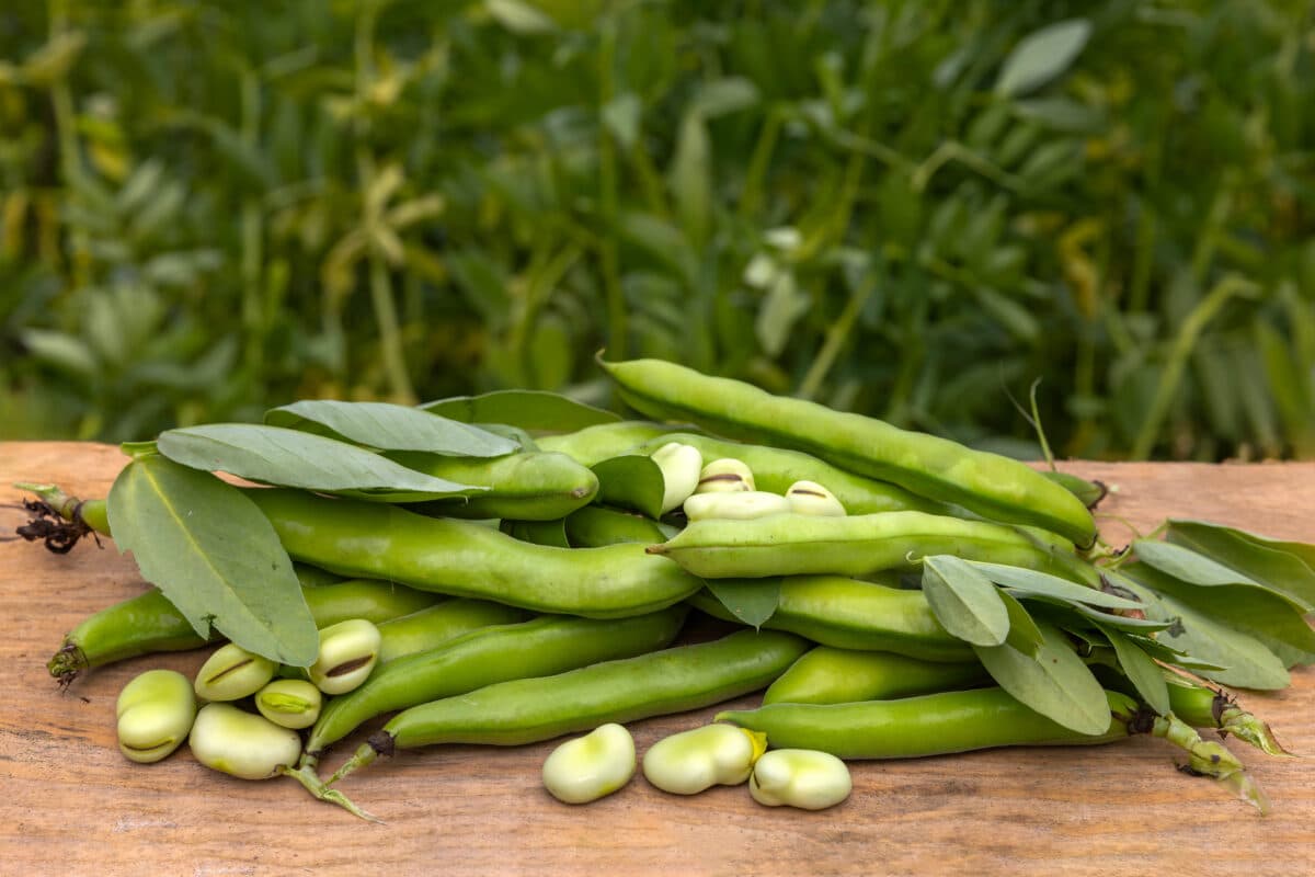 Fava beans could save Europe €42 million a year, report says