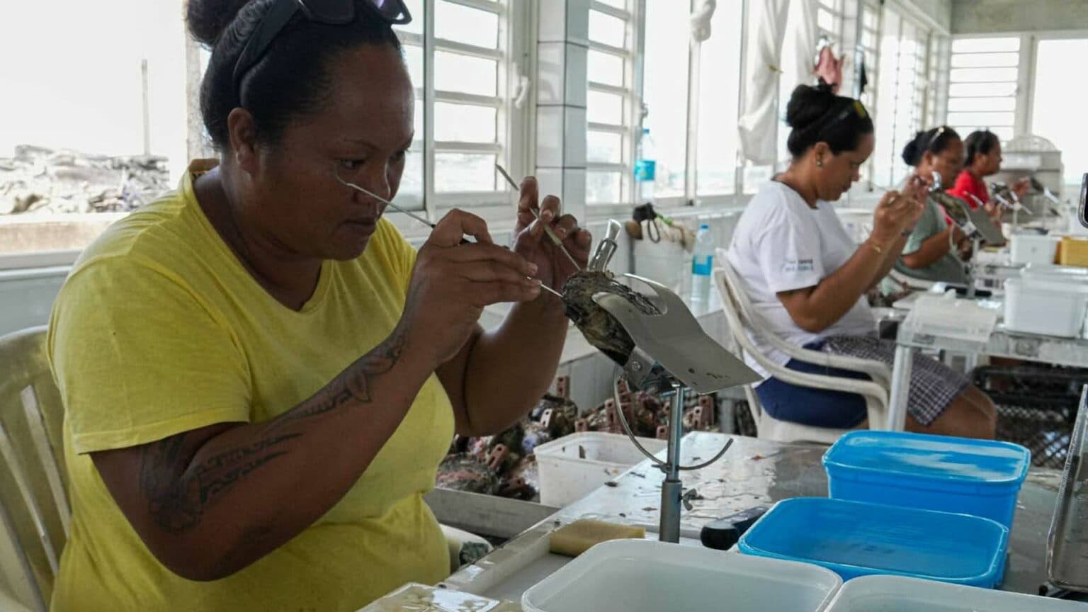 French Polynesia Pearl Oyster Farms Face Climate Vulnerability, Study Finds