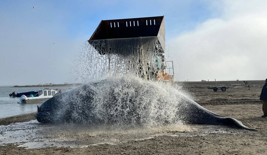North Slope Landfast Sea Ice Season Shrinking, Threatening Whaling and Coastal Travel