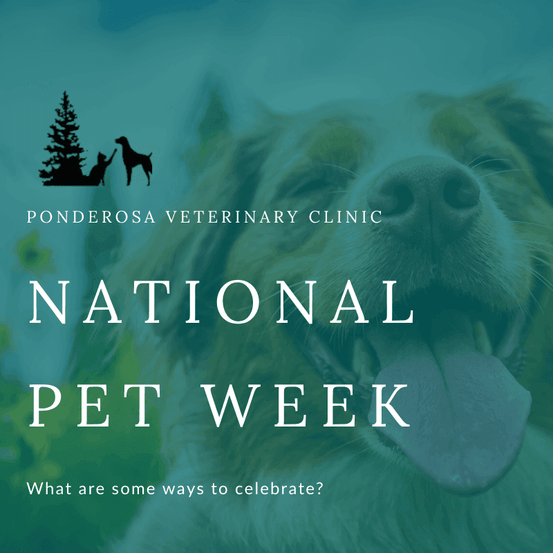 AVMA spotlights healthy routines as pet ownership, dog numbers rise