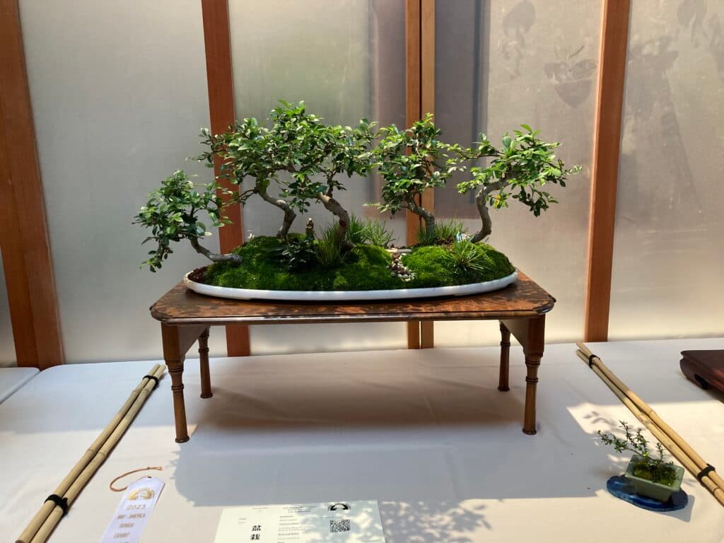 Midwest Bonsai Society Spring Show Brings Regional Collectors to Chicago Botanic Garden