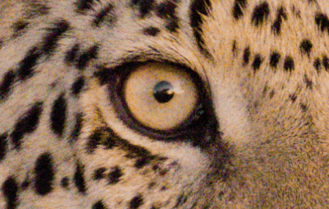 DxO PhotoLab 9.6 Brings Smarter AI Noise Reduction and Smaller DNG Files