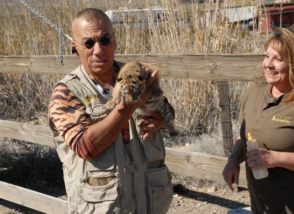 Seven tigers seized in Pahrump; owner arrested amid permit probe