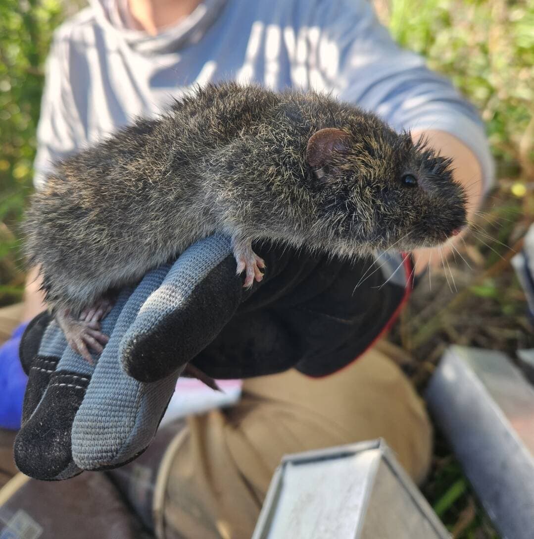 Vole Fest Returns March 21 to Celebrate Desert Conservation Near Beatty