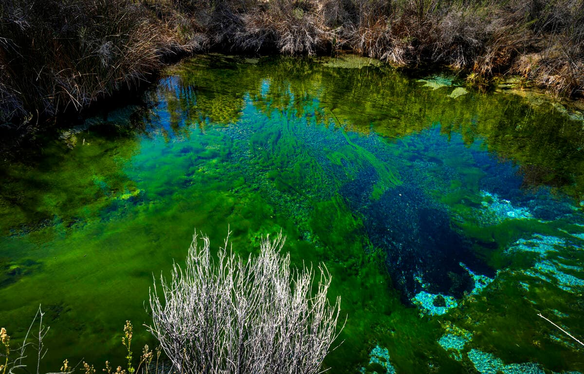 Nye County backs Ash Meadows protection, fights industrial development