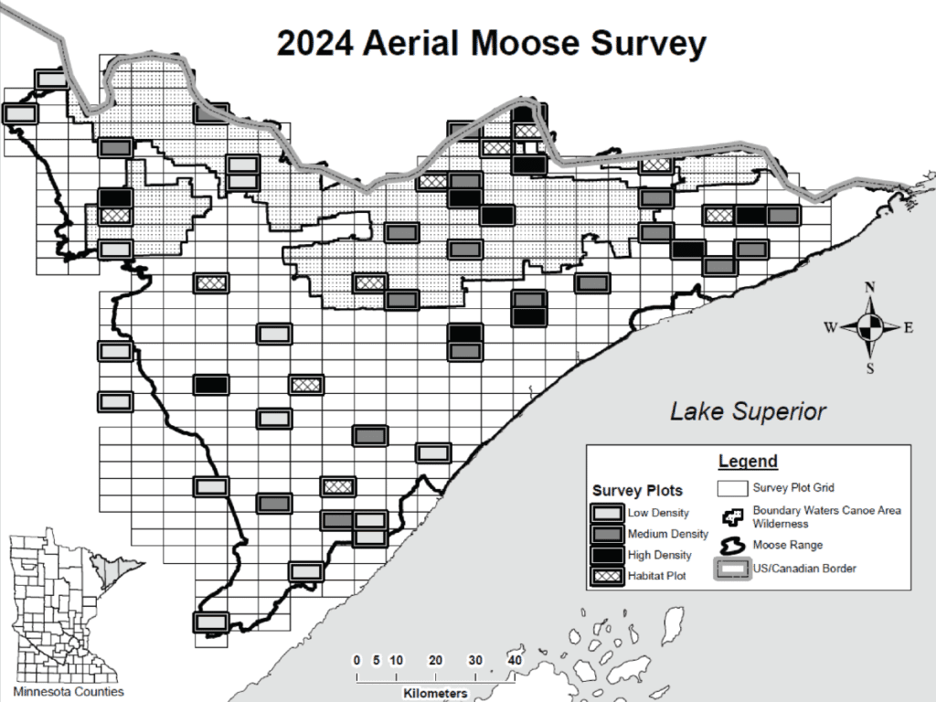Minnesota Moose Population Holds Steady, but Risks Remain