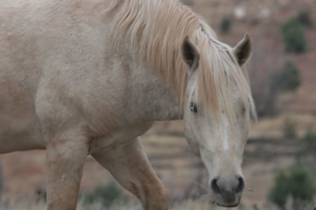 13 Wild Horses Shot Dead in Apache-Sitgreaves National Forest, Reward Offered