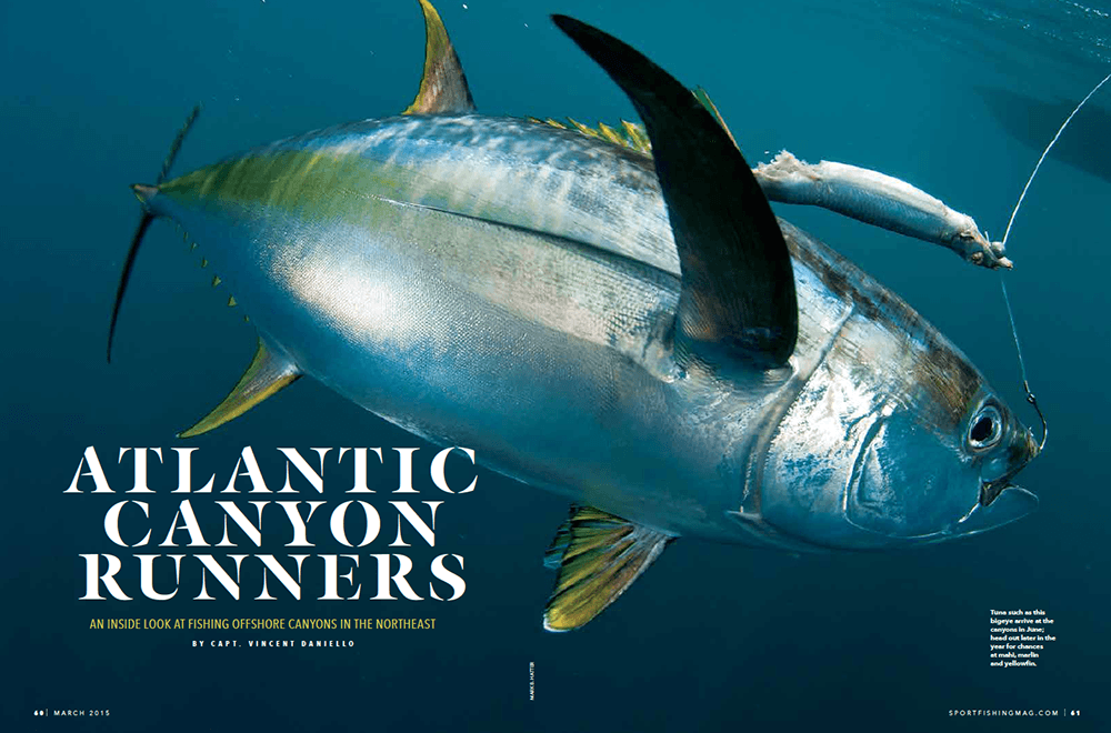 Bluefin tuna limit reported at Poorman’s Canyon, offshore bite builds