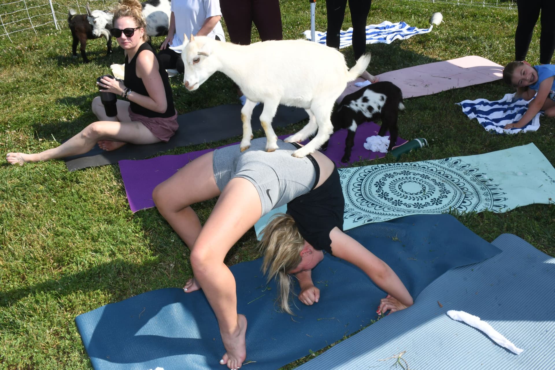 Goat Yoga Returns to Glen Carbon Park with Outdoor Class May 9