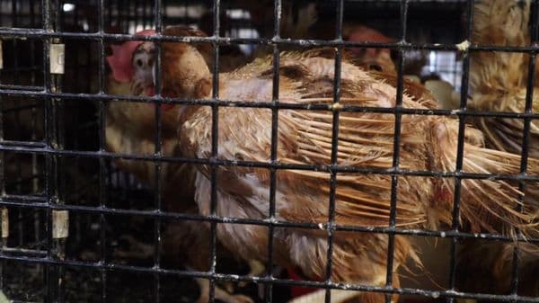 Rhode Island bird flu case prompts euthanasia of 445 poultry, market closure