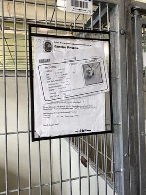 Prince George's County Animal Shelter to Close Midday Wednesday