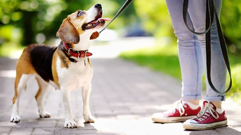 PetSmart ideas make Mother’s Day gifts personal for pet moms