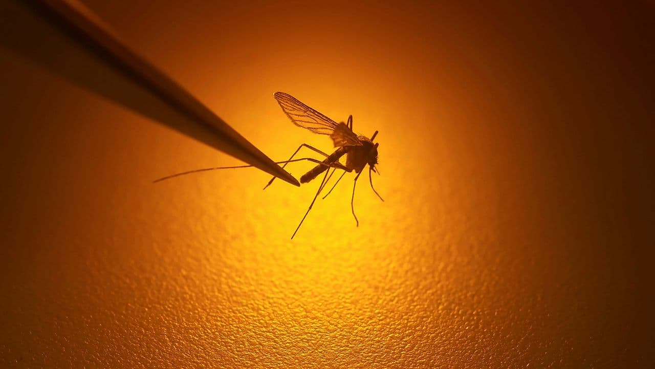 Orange County warns residents to guard against ticks, mosquitoes