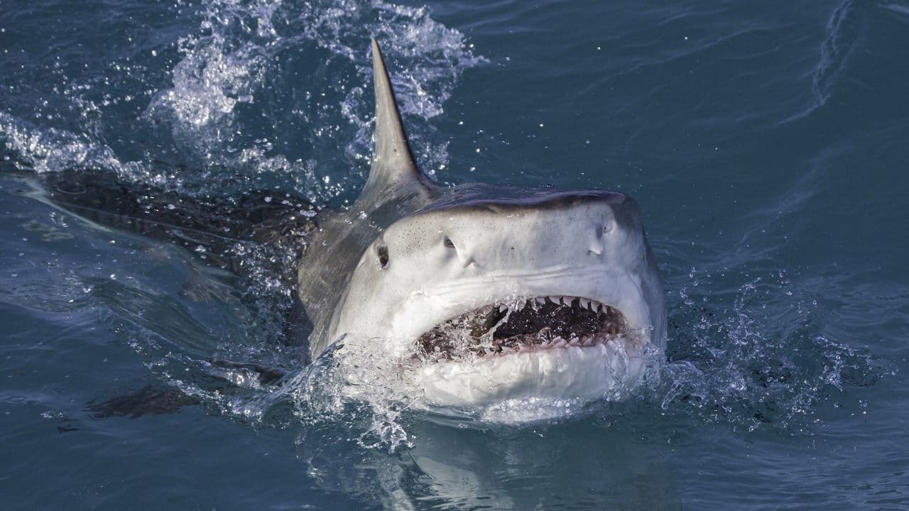 Shark sighting prompts no-swimming advisory at Hanalei Bay
