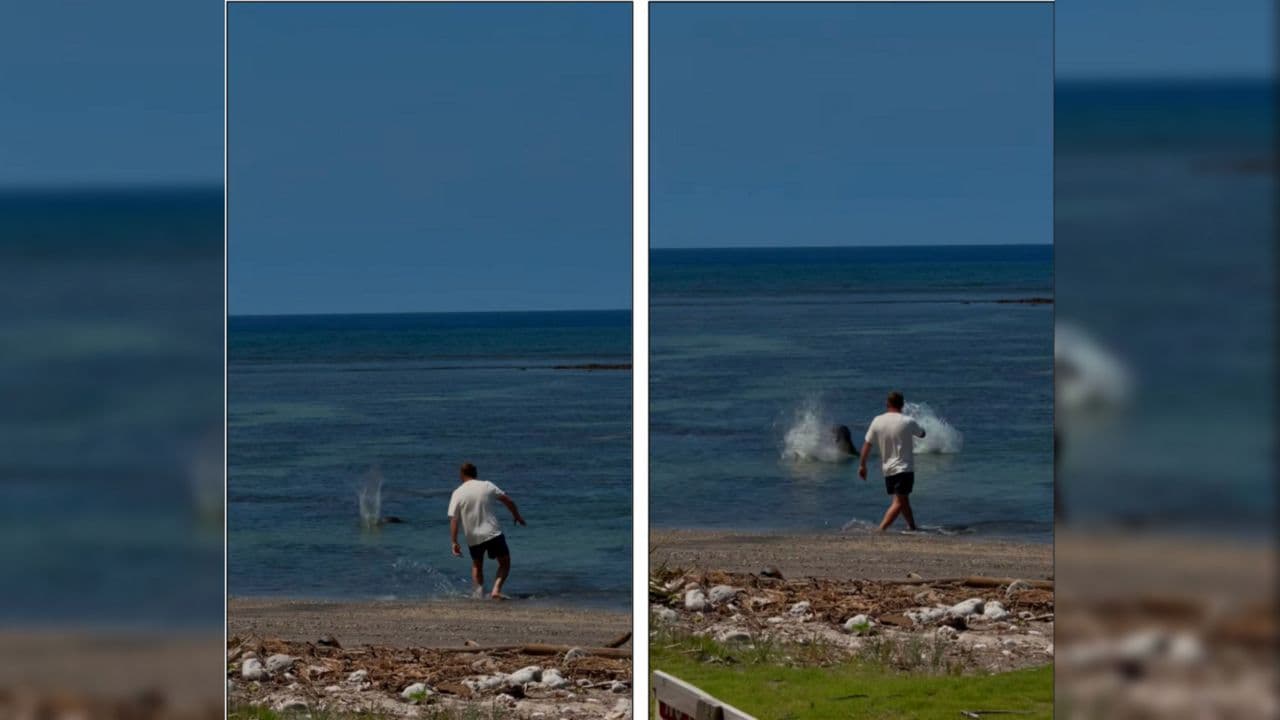 Federal prosecutors charge man in rock attack on Hawaiian monk seal