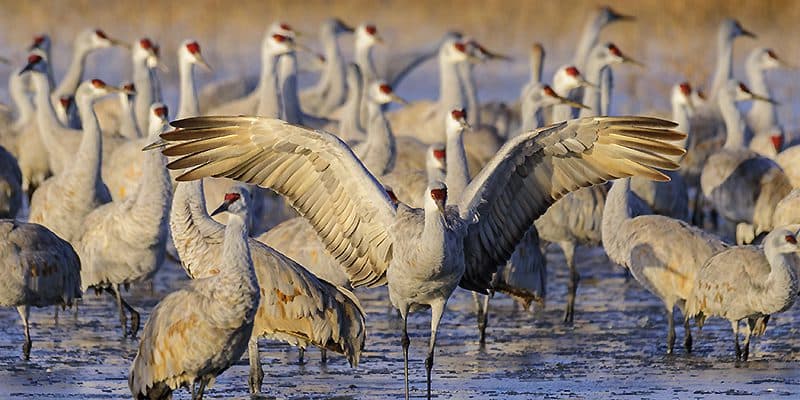 Guide for Valencia County Residents Visiting Bosque del Apache Refuge