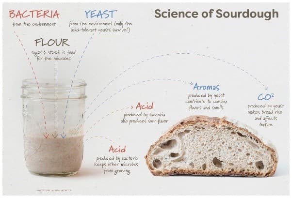 Slow Fermentation Boosts Sourdough Nutrition and Emotional Well-Being
